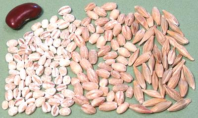 Various forms of Barley