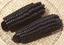 Purple Corn Cobs