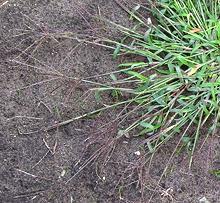 Large Crabgrass Plant with Seeds