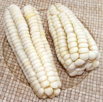 grano de maíz blanco