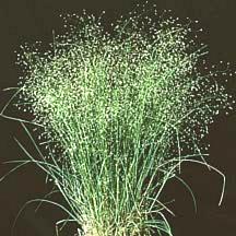 Clump of Indian Rice Grass
