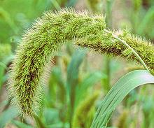 Foxtail Millet Seed Head