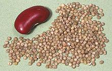 Glutinous Millet Seeds