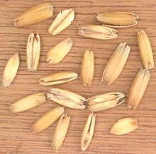 Oats in their Husks