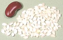 Grains