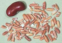 Grains