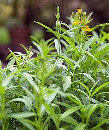 Growing plants