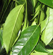 Collected Guayusa Leaves