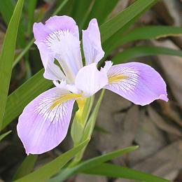 Blue Iris Flower