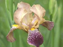 Live German Iris Flower