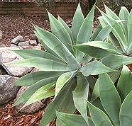 Growing Agave Plant