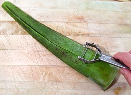 Aloe Leaf, round side up