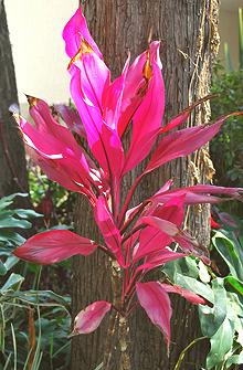 Bright Pink Plant