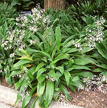 Flowering Renga Lilly Plant