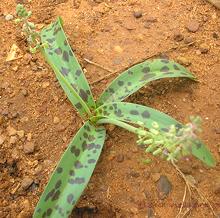 Flowering South Indian Squill Plant