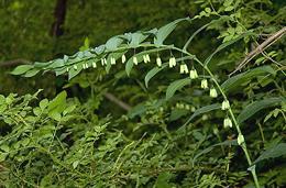 Flowering Soloman's Seal Plant