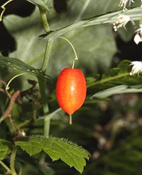 Plant with Berry