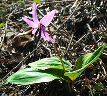 Flowering Plant