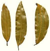 Three Indian Bay Leaves