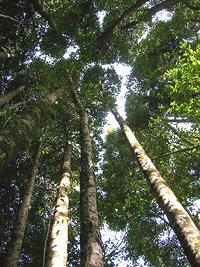 Grove of Keule Trees