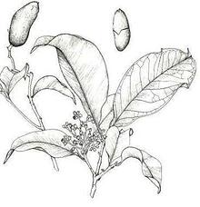 Drawing of Tola Leaf, Flower & Fruit