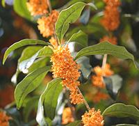 Flowering Branch of Osmanthus