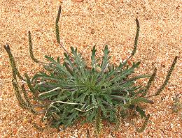 Flowering Plant