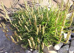 Growing Plant