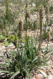 Flowering Plants