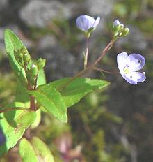 Plant with Flowers