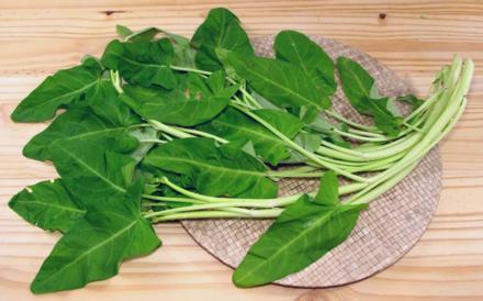 Broad Leaf Water Spinach, Leafy Stems