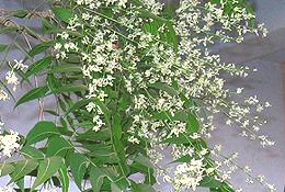 Neem Leaves and Flowers