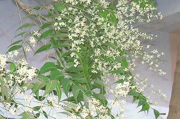 Neem Leaves and Flowers