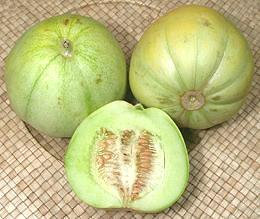 Chamelon Gaya Melon