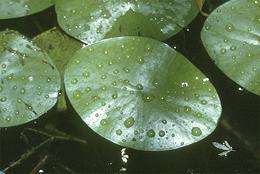 Floating Water Shield Leaves