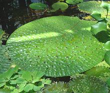 Floating Foxnut Leaves