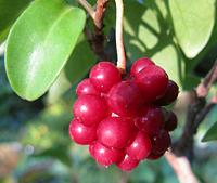 Kadsura Berries on Plant