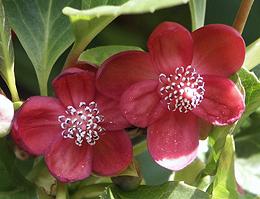 Schisandra rubriflora Flower