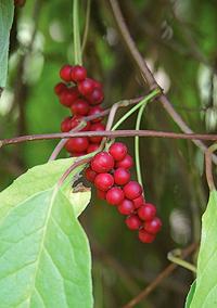 Five Flavor Berries on Plant