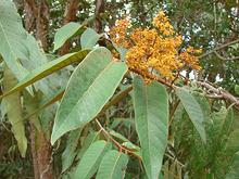 Leaves & Flowers