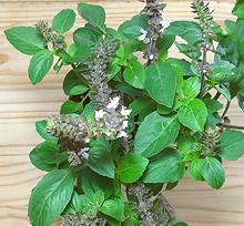 Flowering Blue Basil Plant