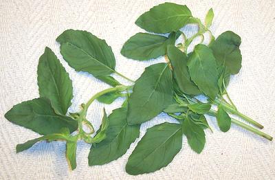 Leafy fronds of Holy Basil