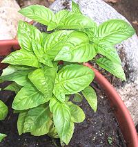 Growing Italian Basil plant
