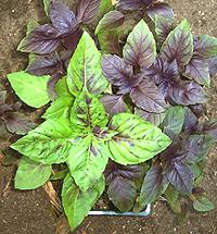 Growing Purple Basil plants