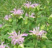 Flowering Beebalm Plants