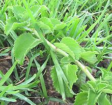 Stem and Leaves