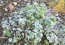 Growing Plant
