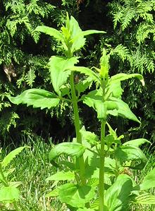 Mexican Giant Hyssop Plants