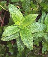 Leafy Mint Plant