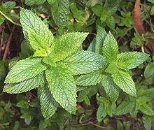 Growing Mint plant